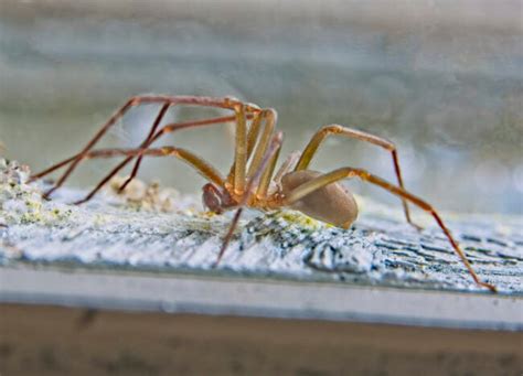 How To Get Rid Of Brown Recluse Spiders Bob Vila
