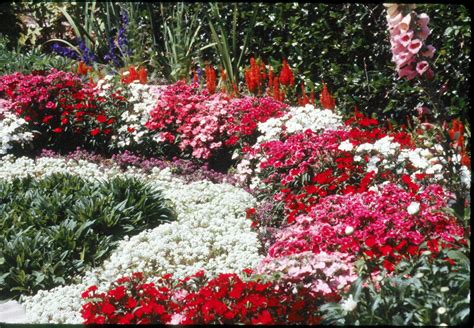 Add Fragrance To Your Cool Season Flower Beds
