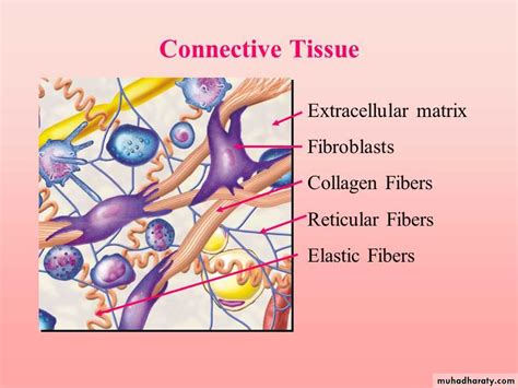 Extracellular Matrix Connective Tissue