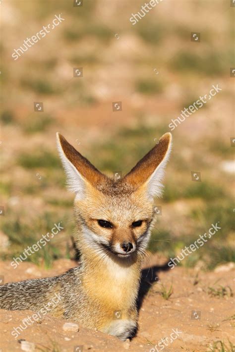 Cape Fox Vulpes Chama Resting Burrow Editorial Stock Photo Stock