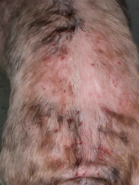 Flea Allergy Dermatitis Cats Veterinary Partner Carisa Wenzel