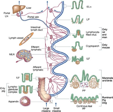 1 Distribution Of Lymphoid Cells In Various Compartments Of The