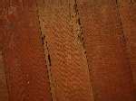 Photos of Termites Hardwood Floors