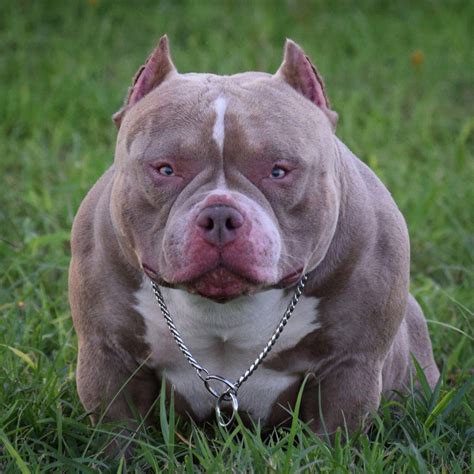 How much does a pitbull cost? Exotic Bully American Bully Micro Size