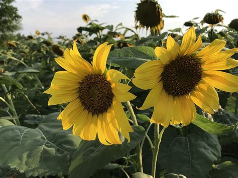Acres Of Sunflowers In Peak Bloom Now At Mckee Beshers