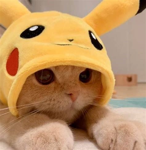 Cat Dressed As Pikachu Is Charming As Heck Funny Cute Cats Cute Cats