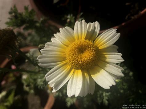 In indian plains, everything from marigold, pansy, petunia, salvia, cineraria, ranunculus, aster winters season flowers in india are so many that virtually whatever comes to one's mind can be it starts after the winter season. Winter Flowers in India - January - Vol.2 - GARDENING FOR ...