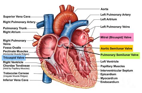 Heart Murmur Is Heart Murmur Normal In Babies Children And Adults