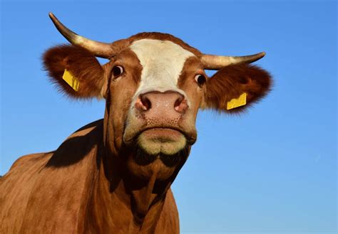Free Picture Animal Bull Agriculture Cattle Cow Livestock Ranch