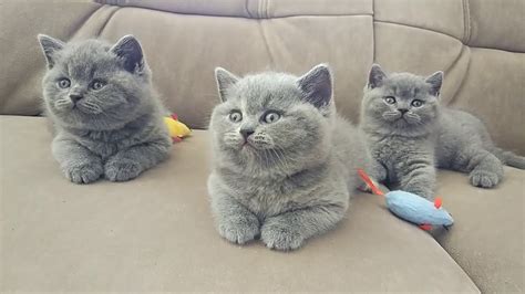 Kitten British Shorthair Jual Showclass British Kittens Male