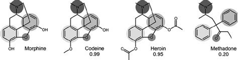 The main differences between morphine and heroin are in potency, heroin being on average 3 times as potent as morphine. The similarities of codeine, heroin and methadone are ...