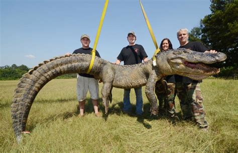 Crocodilo Gigante é Capturado Nos Estados Unidos