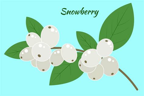 A Branch Of A Snow Berry On A Blue Background Symphoricarpos With