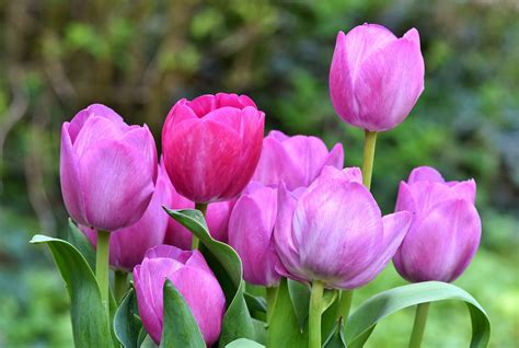 Wallpaper Bunga Tulip Pink Gambar Bunga Hd