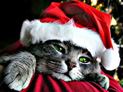 Christmas Cat Wallpaper Local Search Denver Post