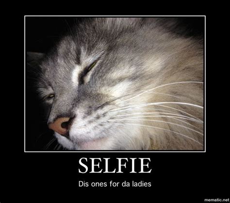 Lol Cat Selfie My Artsy Stuff Pinterest Cats Lol