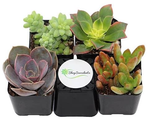 Zulily 4 Pack Succulents For 1499 More Southern Savers