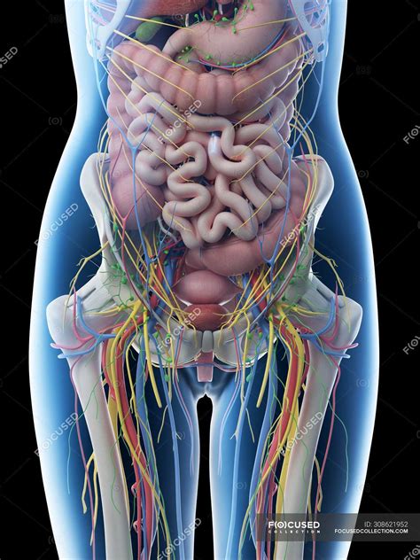 Female Abdominal Anatomy And Internal Organs Computer Illustration