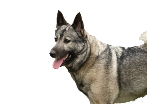 norwegian elkhound breed facts  information petcoach