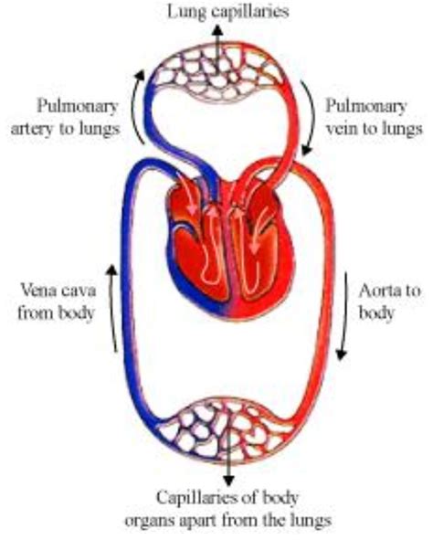 Get How To Draw A Circulatory System Heart Pictures Picture Of Diagram