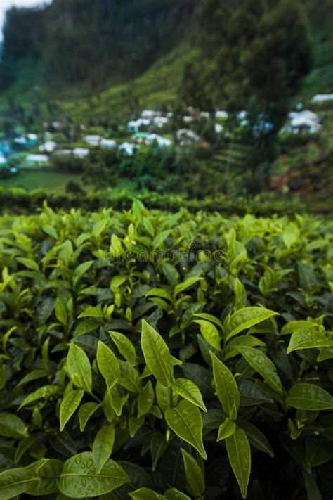 Field Of Green Tea Plantation Stock Photo Image Of Leaf Plantation