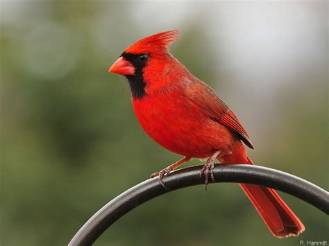 Stylist View: North American Male Cardinal Birds Wallpaper