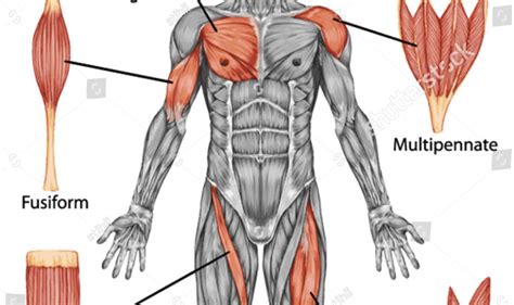 Full Body Muscle Names Human Muscle System Functions