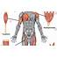 Full Body Muscle Names  Human System Functions Diagram