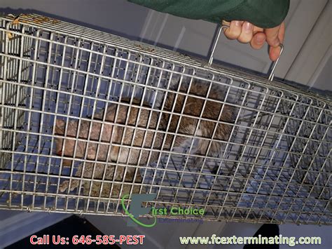 Suburban pest control always has your best interests at heart, because we want to give you and your family a safe and comfortable place to live. Squirrel Trapping Service NYC | Pest control services ...