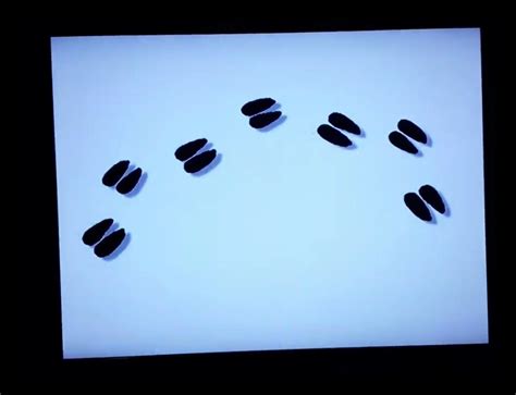 Pin By Gabe Giraldo On Baby Einstein Animal Pawprints Footprints And