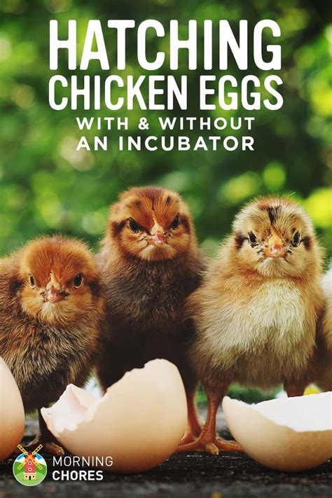 That is how you can ensure good quality chickens to generate more profit. 5 Best Egg Incubator for Chicken Eggs with Automatic ...