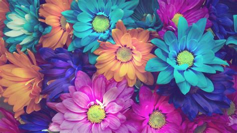 Konsep Terpopuler 24 Colorful Flowers Desktop