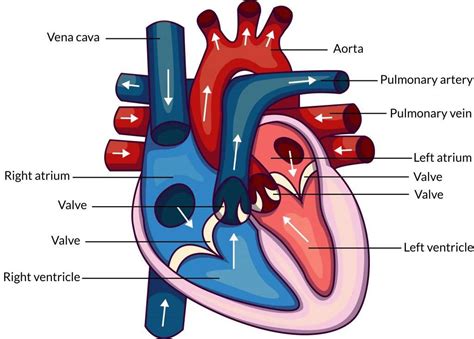The Heart Gcse Biology Revision