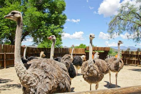 Safari Ostrich Farm Ostriches In Africa