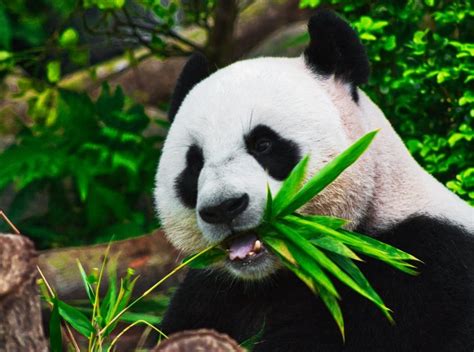 The Giant Panda Is No Longer An Endangered Nature Speakz