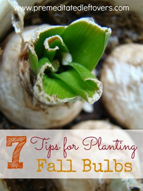 7 Tips For Planting Fall Bulbs
