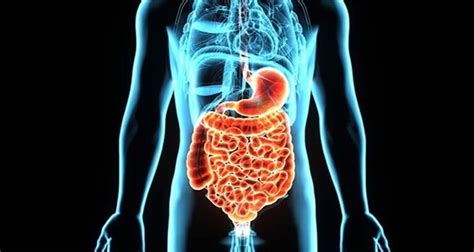 Gastrointestinal Disorders Symptoms Causes And Common Conditions