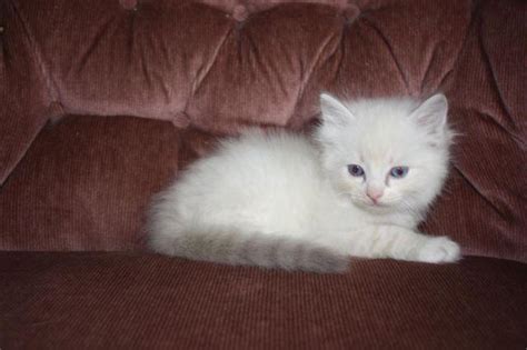 These ragdoll kittens located in florida come from different cities, including, dunedin. Adorable Ragdoll Kittens for Sale in Melbourne, Florida ...