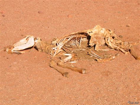 Dead Animal In The Desert Highlights Of Jordan 100 Thousand Photos
