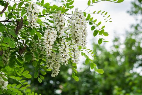 7 Acacia Tree Varieties Perfect For All Landscapes