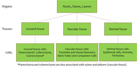 Plant Organ Tissue Cell Type Organization Organismal Biology