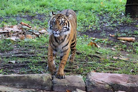 Sumatran Tiger Disneys Animal Kingdom Orlando Florida Flickr