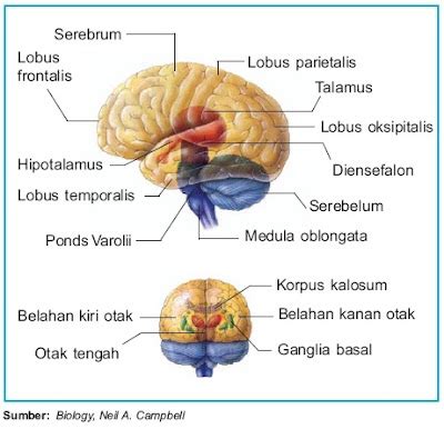 Fungsi Otak Manusia Struktur Anatomi Bagian Blog Info
