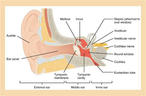 Read about why ear popping happens, how to pop your ears and if it's safe. Why Do Our Ears Pop: The Science Behind Popping Ears ...