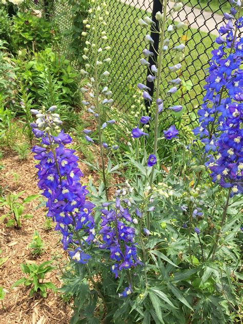 Beautiful Delphiniums From Lindas Canadian Garden Delphinium Blue