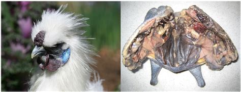 The Silkie Chicken Displaying The Fibromelanosis Phenotype An Adult
