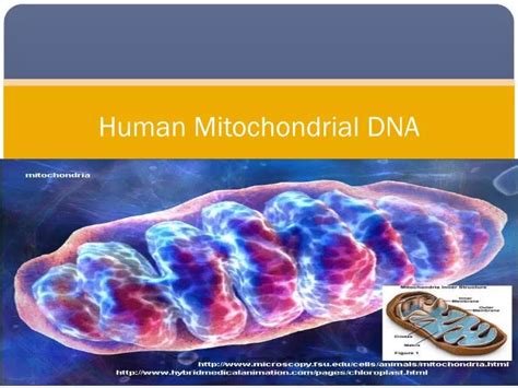 Ppt Human Mitochondrial Dna Powerpoint Presentation Free Download Id2678647