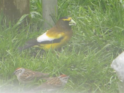 The evening grosbeak moves in large flocks and will throw a party at your backyard feeder. Becky's Place