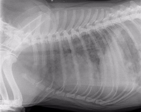Radiographic Case Study Sudden Onset Coughing And Tachypnoea In A 10