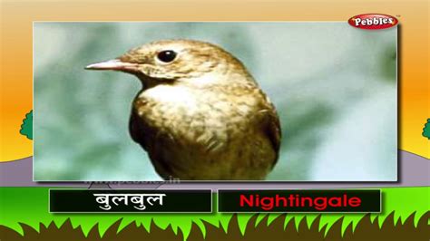 Learn Birds In Hindi Bird Names In Hindi And English Bird Sounds